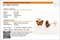 Sterling Silver and Baltic Amber Honey Amber Post Back Butterfly Earrings