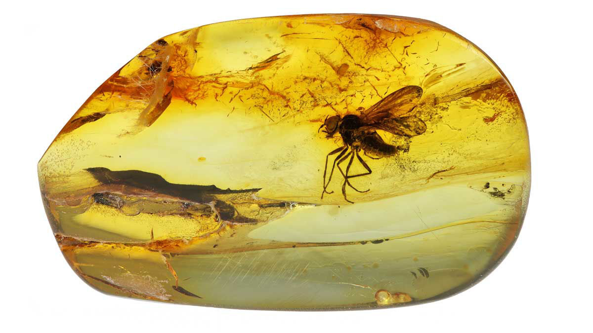 Baltic Amber With Insects